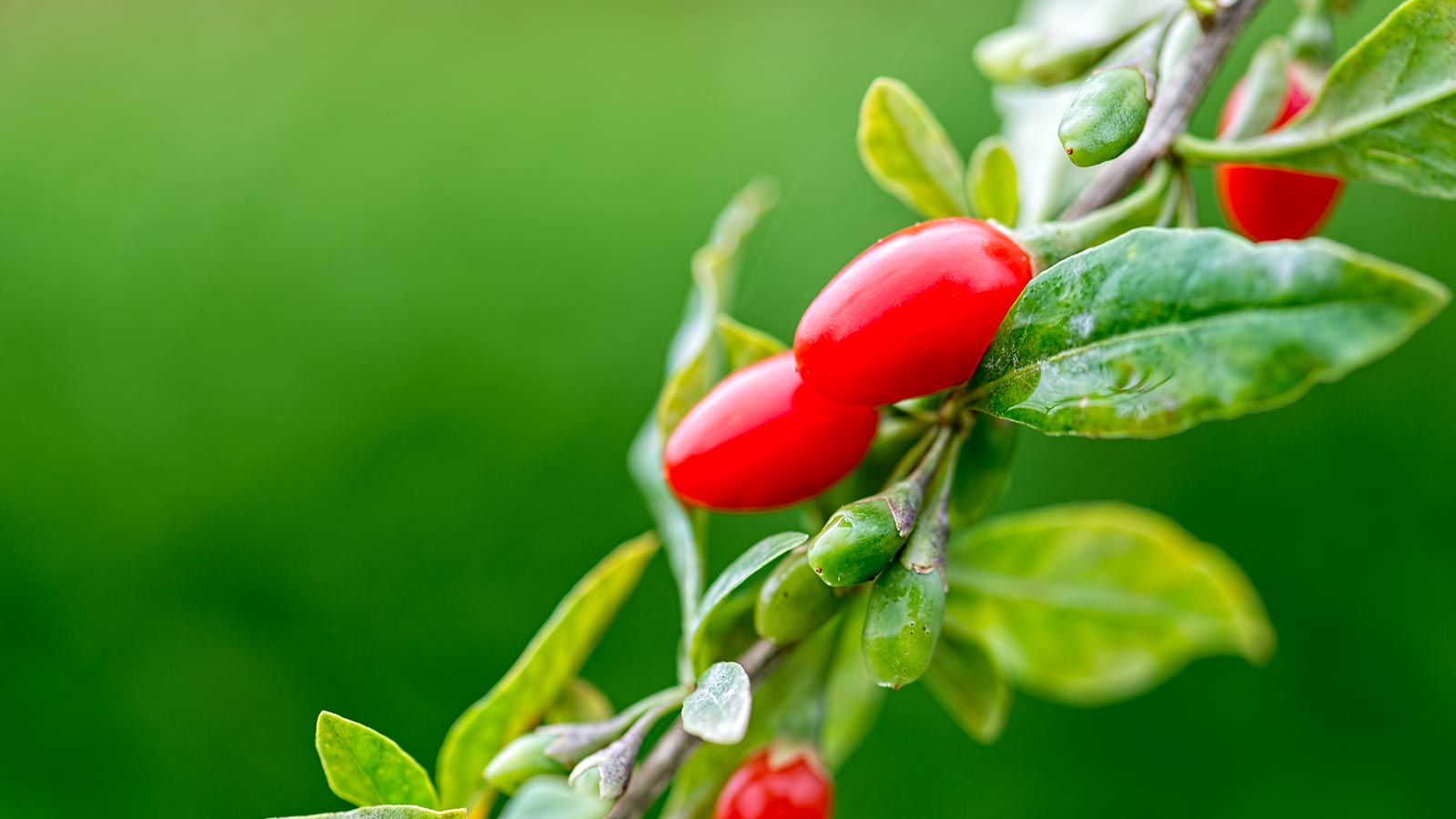 Bayas de Goji: tienen tóxicos